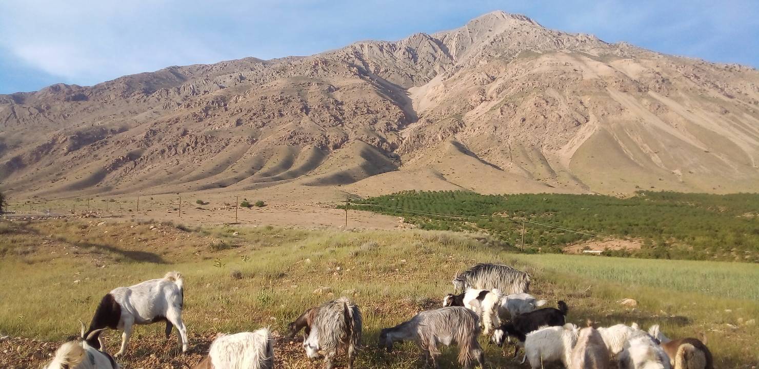 دام ها در روستای جغدان