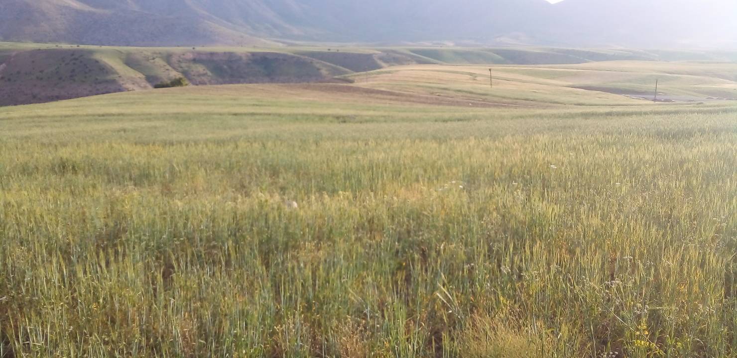 سرسبزی روستا