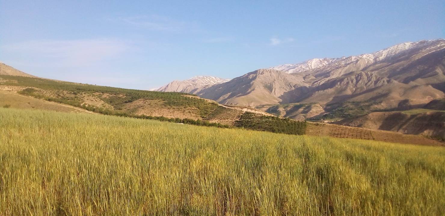 سرسبزی روستای جغدان