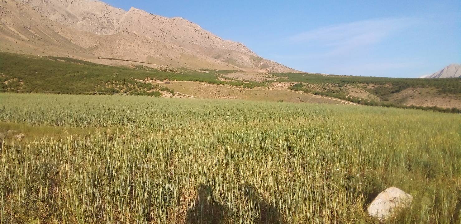 طبیعت بهاری روستا