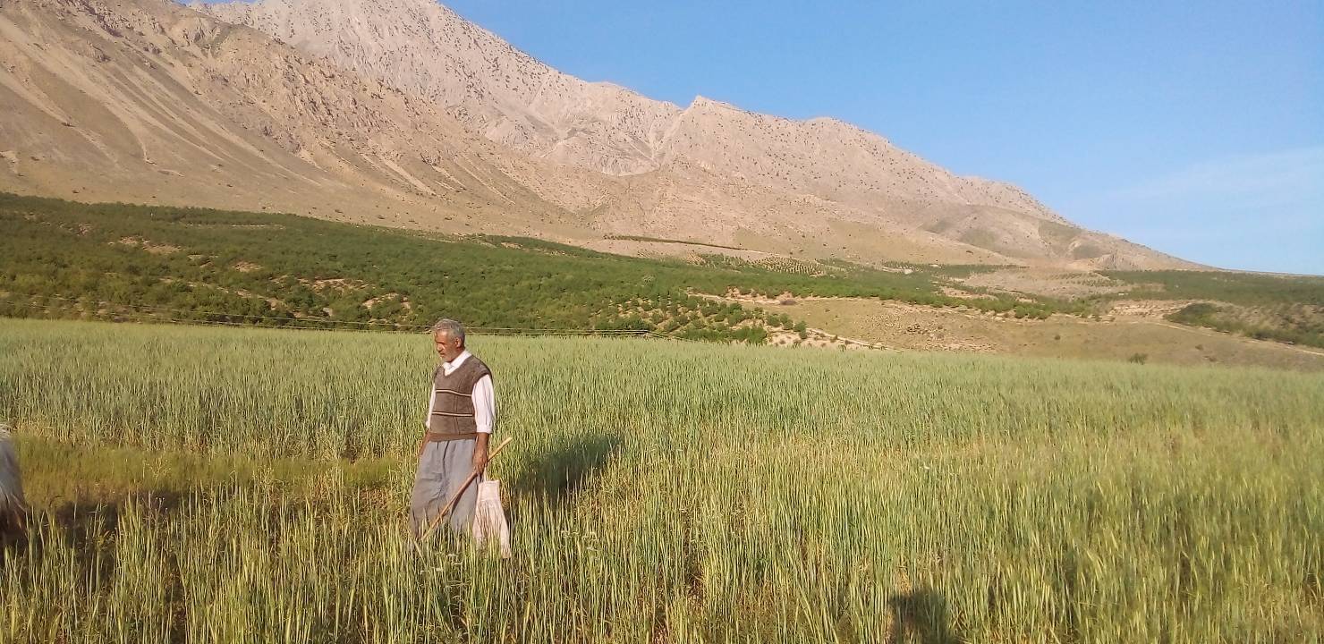 طبیعت بهاری