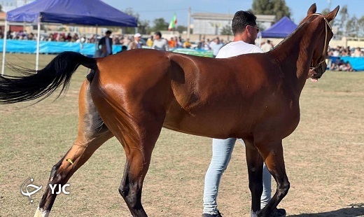 تصاویری از هفدهمین جشنواره ملی زیبایی اسب اصیل ترکمن