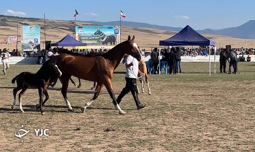 تصاویری از هفدهمین جشنواره ملی زیبایی اسب اصیل ترکمن
