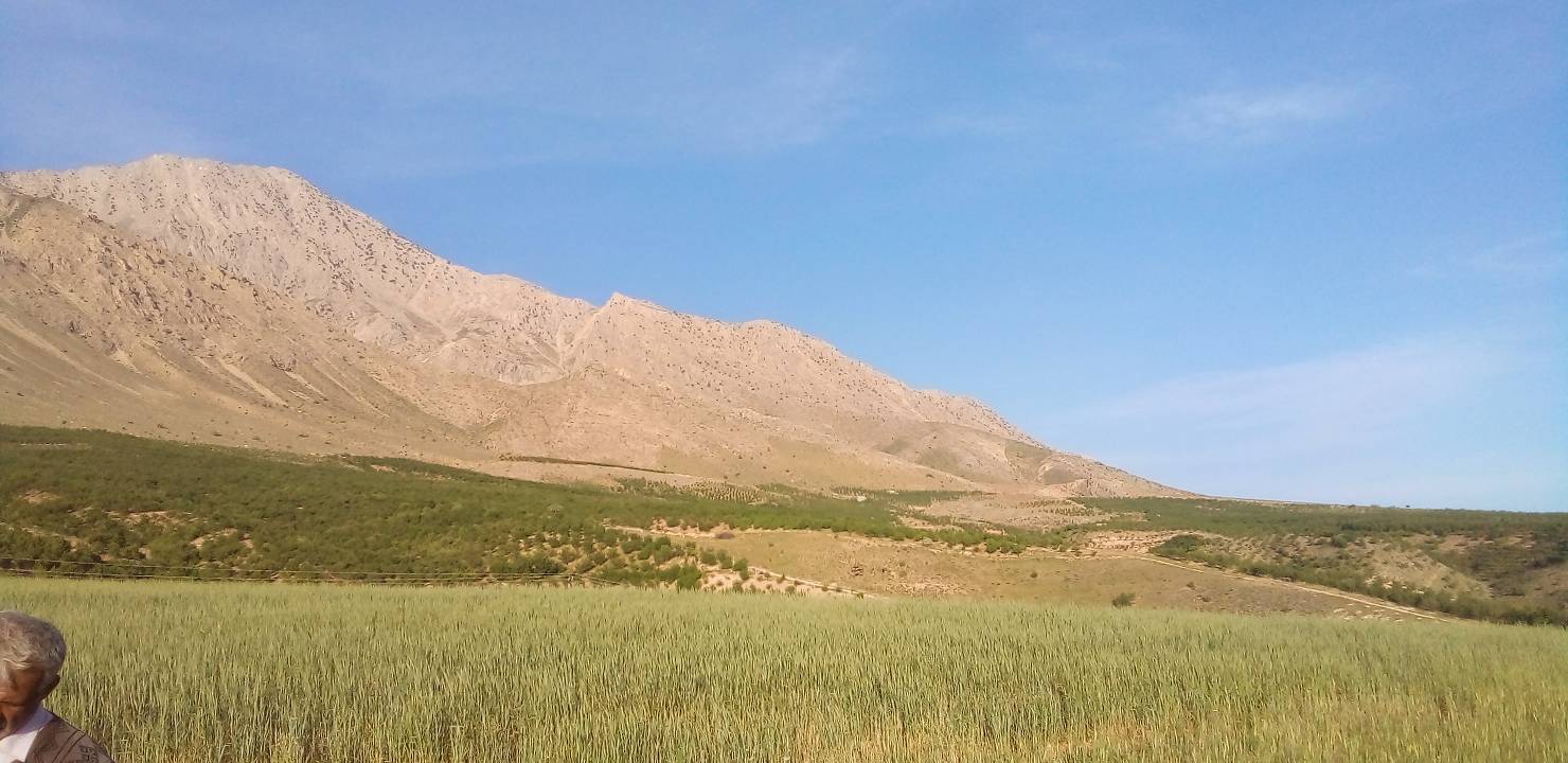 کوه سرسبز