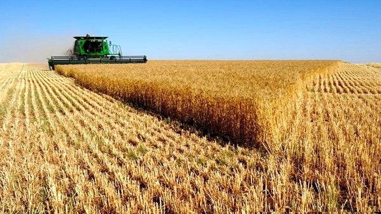 فرآیند خرید تضمینی گندم و دانه‌های روغنی کلزا در قم به خوبی درحال انجام است