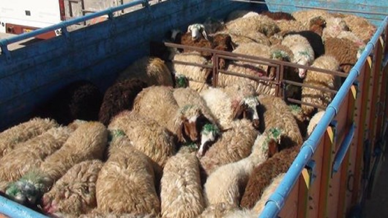 توقیف خودرو‌های حامل گوسفند عشایر غیرمجاز در مراتع ملایر