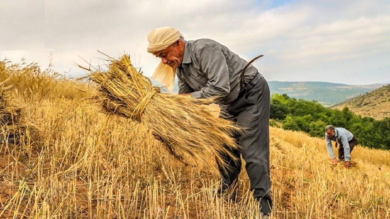 ایجاد ۴۶ مرکز برای خرید گندم کشاورزان در اردبیل