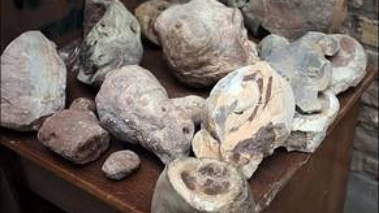 افتتاح موزه دیرینه‌شناسی و حیات طبیعی کشور در کرمان
