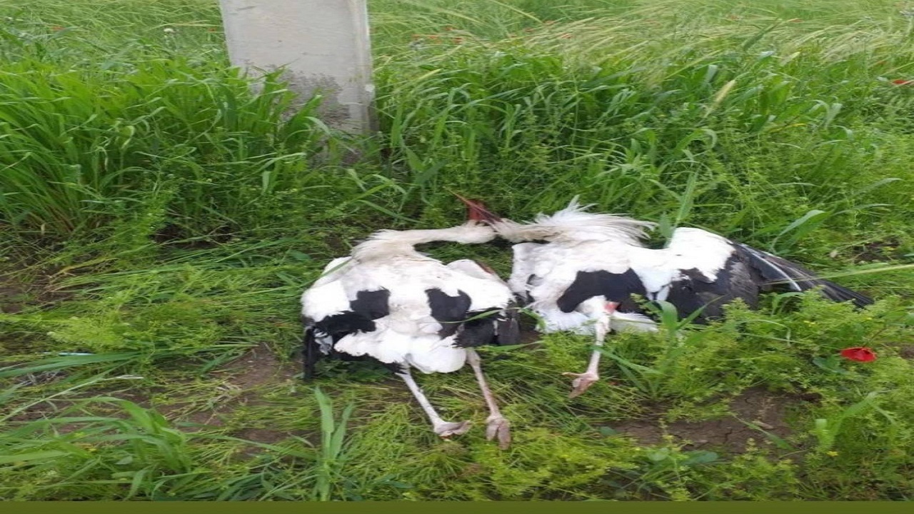 تلف شدن دو لک لک در روستای قلقله شهرستان مریوان