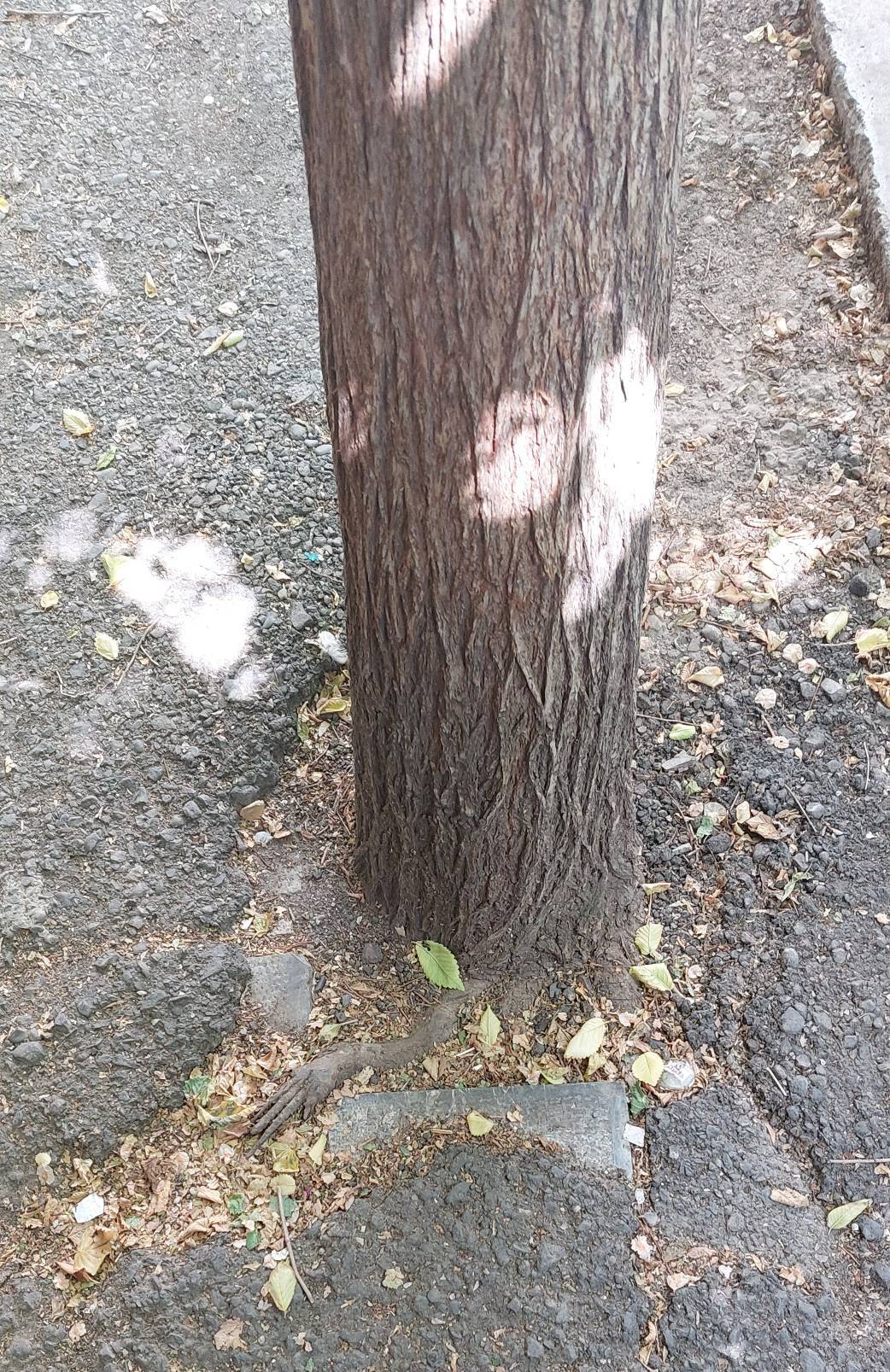 شکل عجیب ریشه درخت