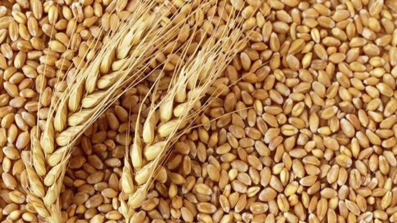 قاچاق گندم از افغانستان شایعه است