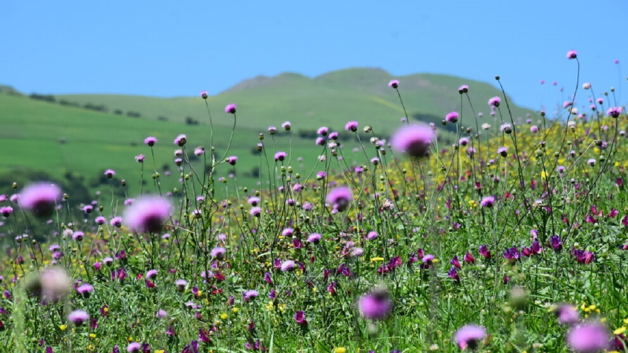 شناسایی بیش از ۱۵۰۰ گونه گیاهی در استان همدان