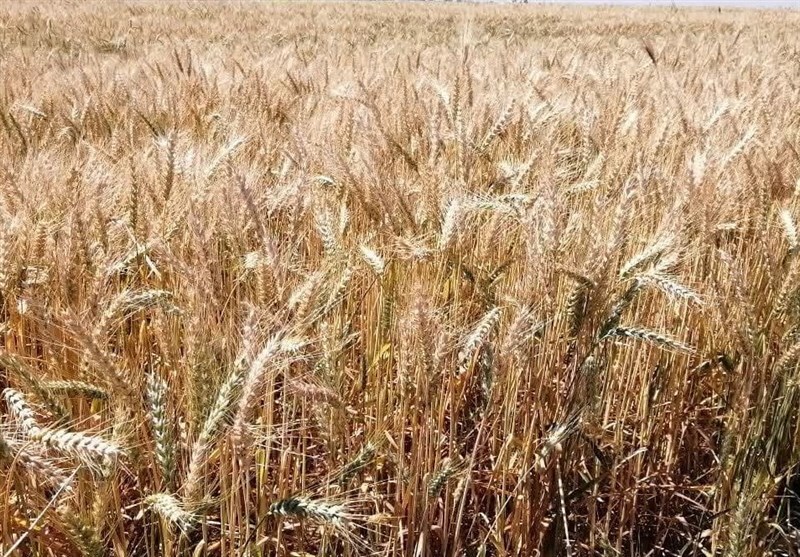 تولید گندم به بیش از ۱۲ میلیون تن می رسد