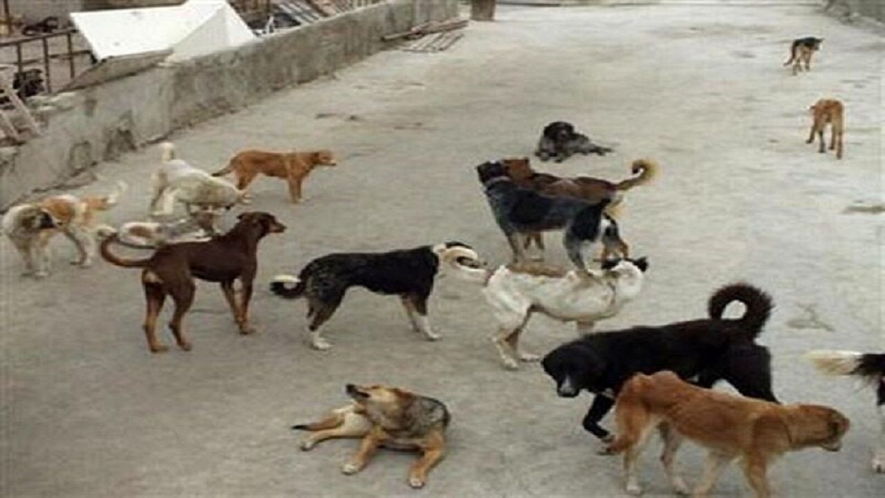 بیش از ۱۱۶۰ مورد حیوان گزیدگی در زاهدان