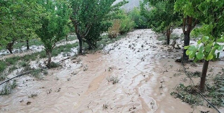 خسارت سیل و تگرگ به ۶۰۰ هکتار از باغات گرمی