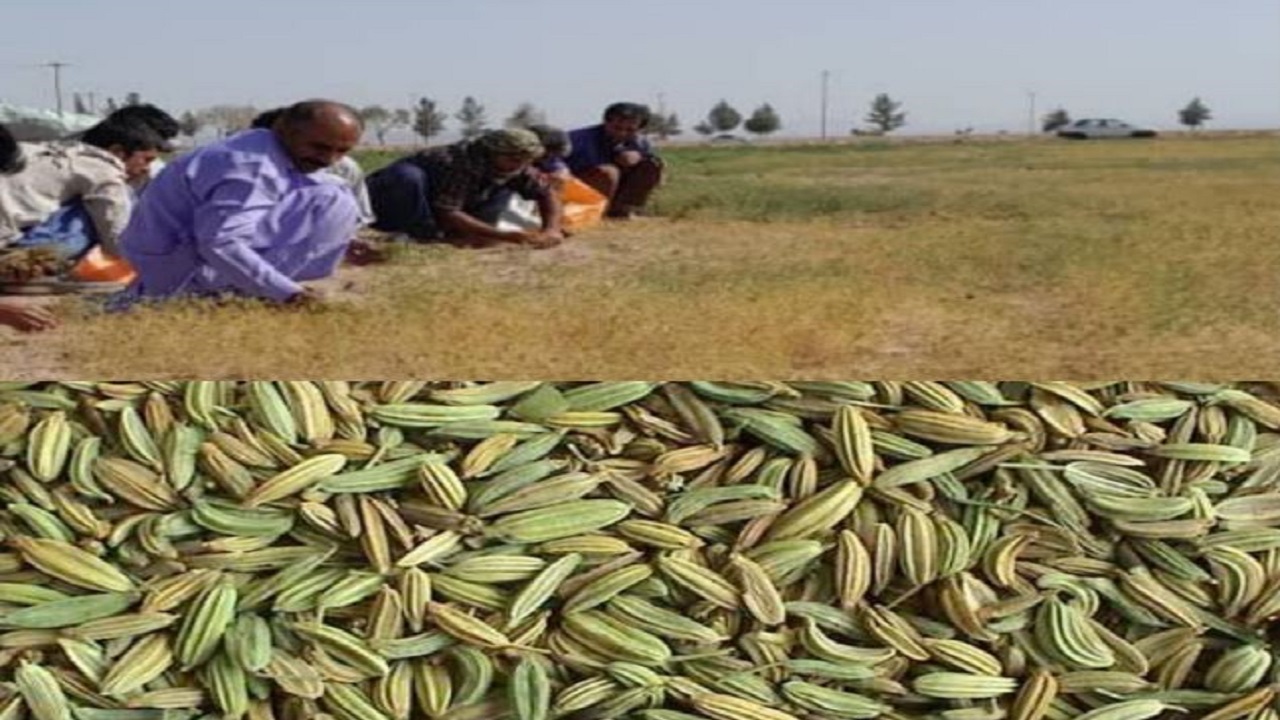 برداشت زیره سبز ۴۰ هکتار ازاراضی تفتان