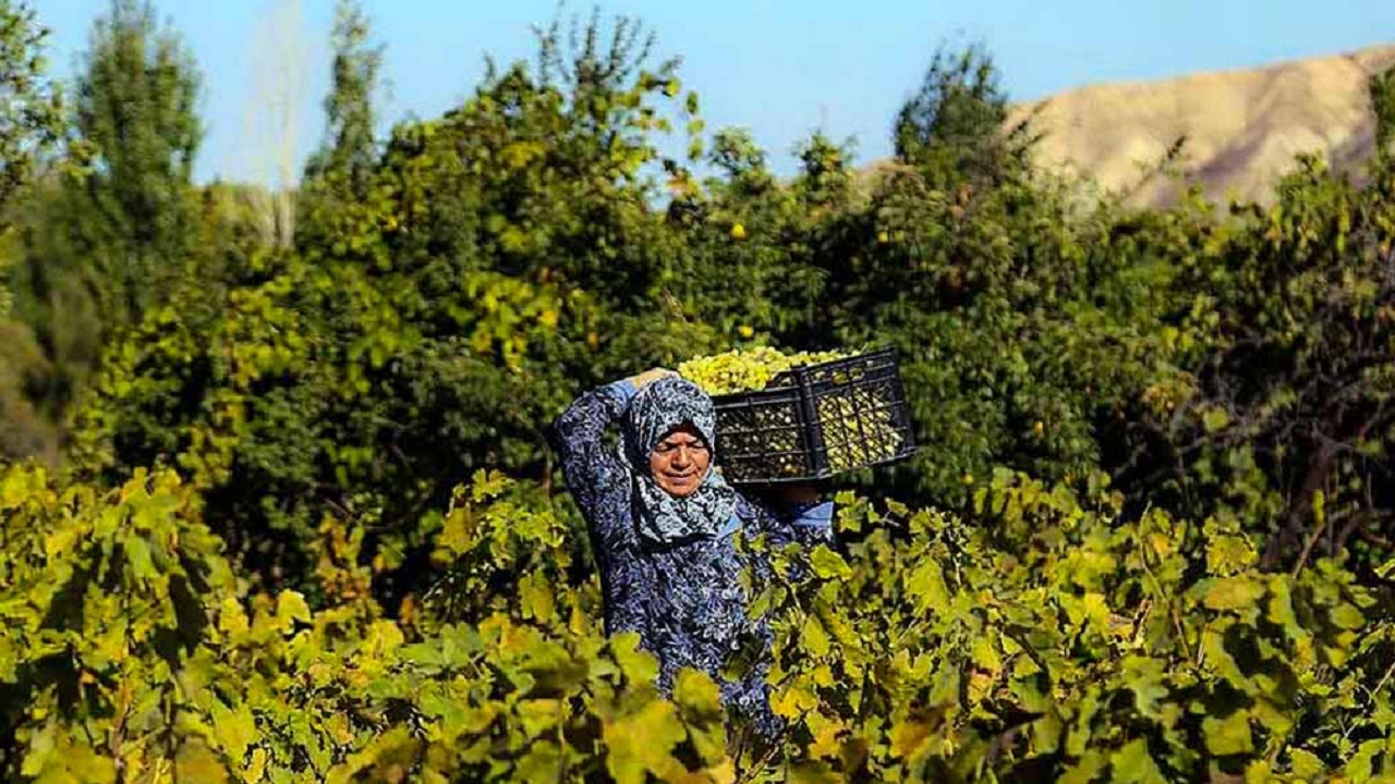وجود ۱۸ هزار هکتار تاکستان در خراسان شمالی