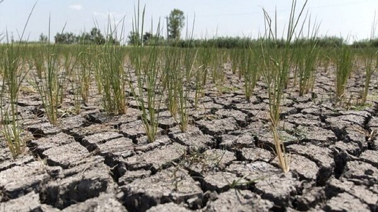 پرداخت خسارت‌های ناشی از خشک سالی تا پایان خرداد به کشاورزان گلستانی