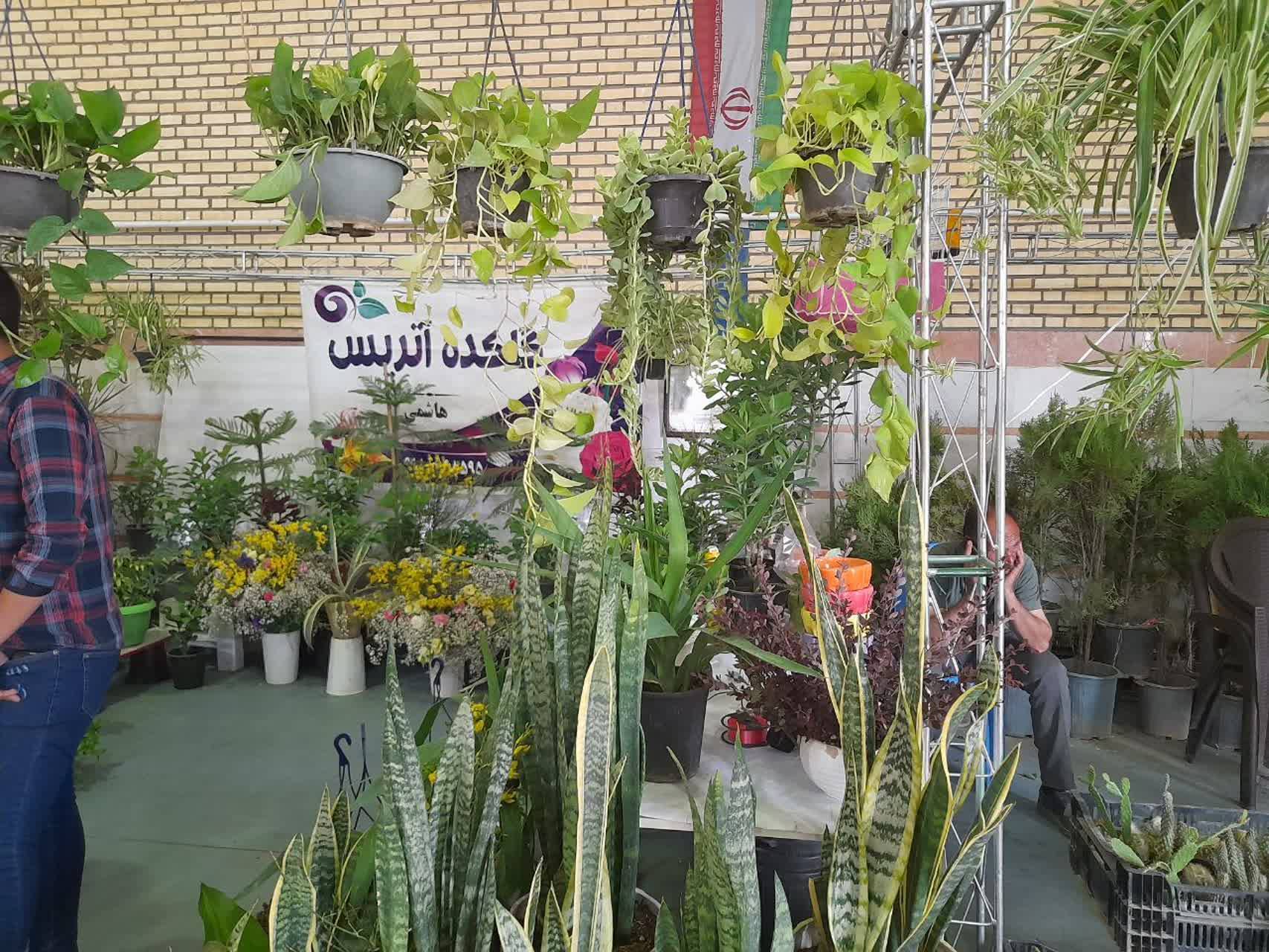 گل و گیاه در روستای شهابیه