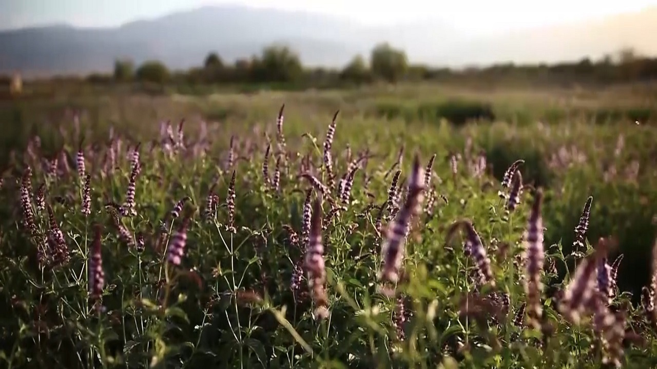 کشت گیاهان دارویی در بیش از هزار هکتار از اراضی کشاورزی چهارمحال و بختیاری
