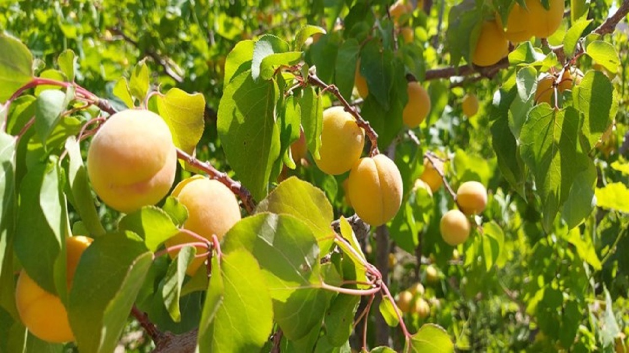 آغاز برداشت زردآلو در سیستان وبلوچستان