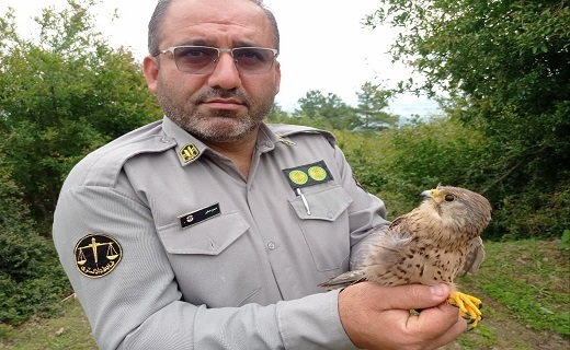 رهاسازی پرنده شکاری دلیجه در طبیعت ماسال