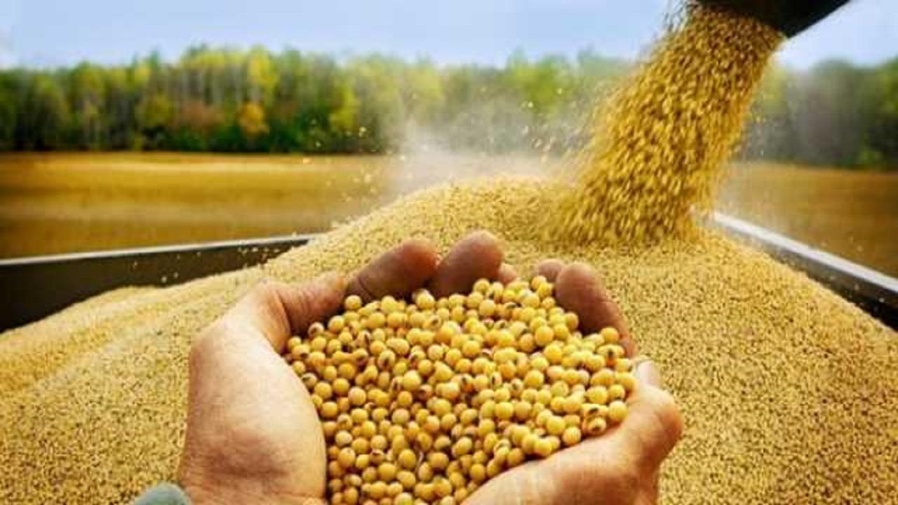 تدارک بیش از ۴۰۰ تن بذر استحصال شده سویا در گلستان