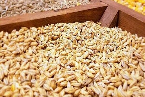 برداشت جو آغاز شد