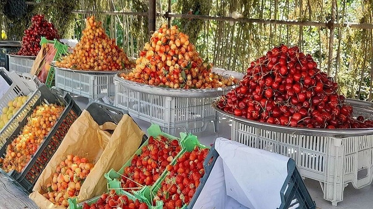 برداشت بیش از ۵۲۰ تن گیلاس از باغ‌های طارم زنجان آغاز شد