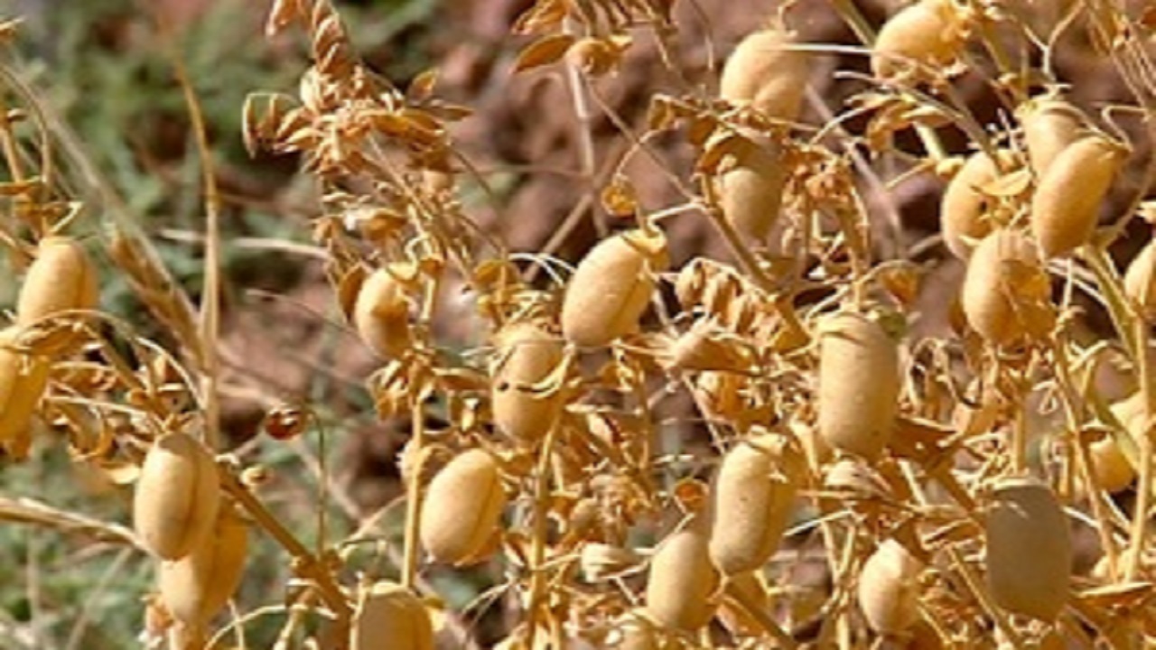کرمانشاه رتبه اول کشت و تولید نخود