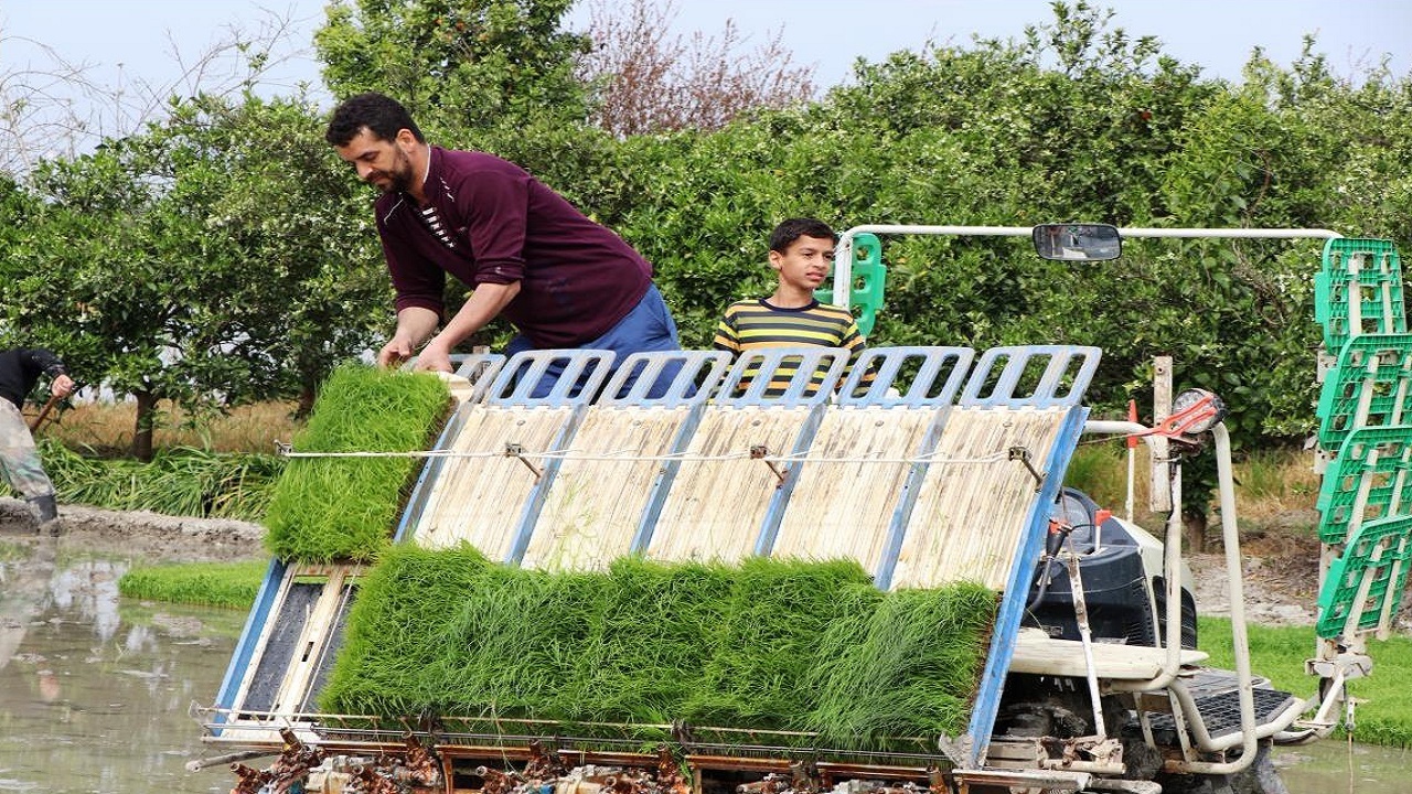 نشاکاری ۴۳ هزار هکتار از شالیزارهای مازندران