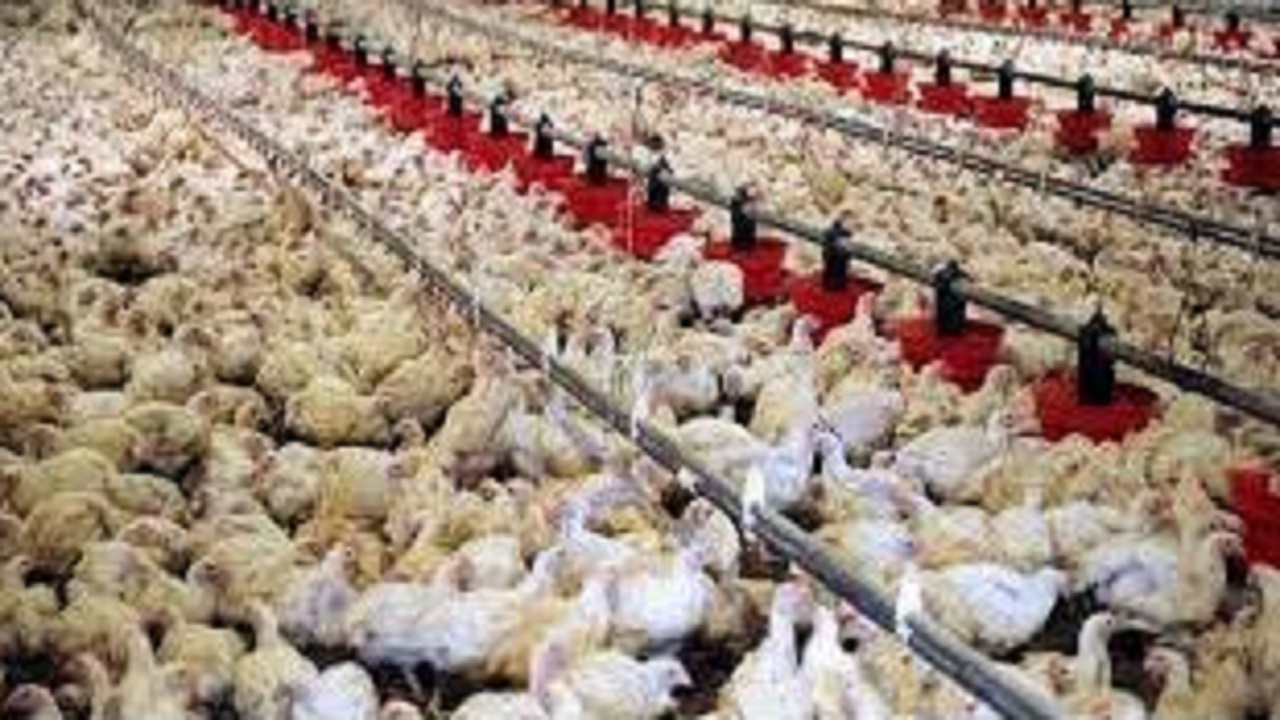 لزوم تخلیه مرغ‌های بالای ۴۶ روز از مرغداری‌ها