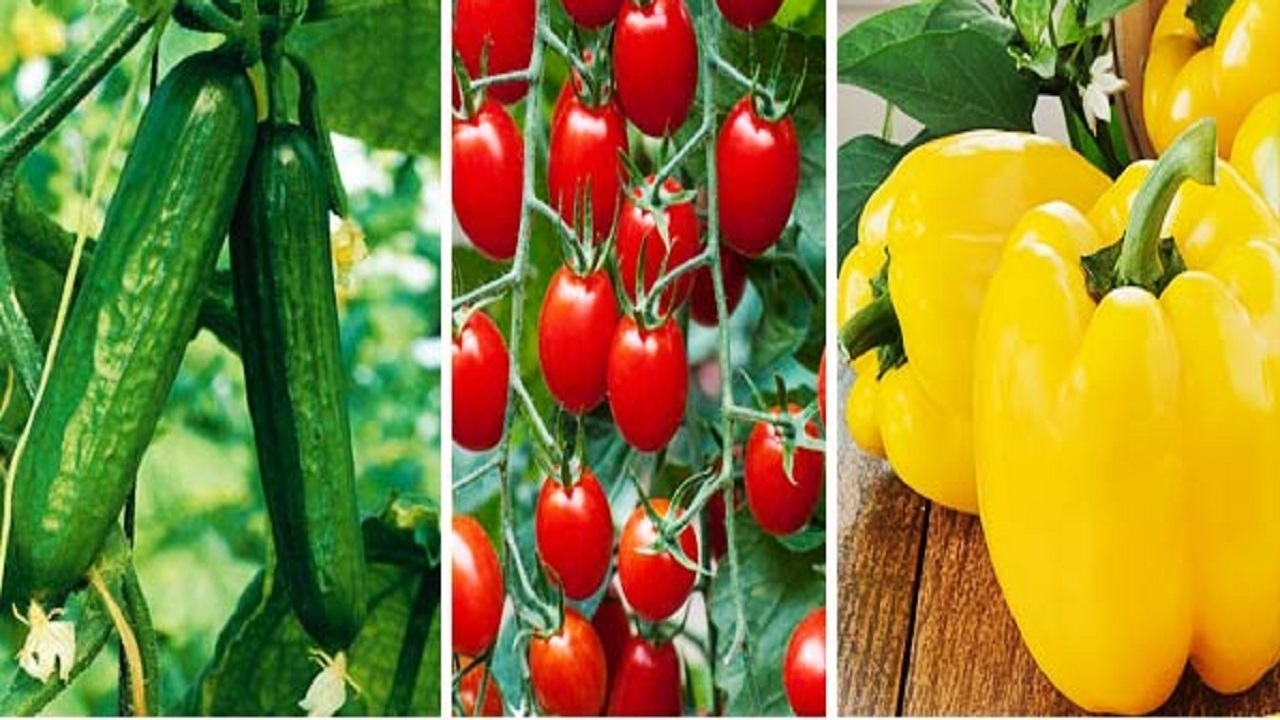 صادرات محصولات گلخانه‌ای هرمزگان به خارج از کشور