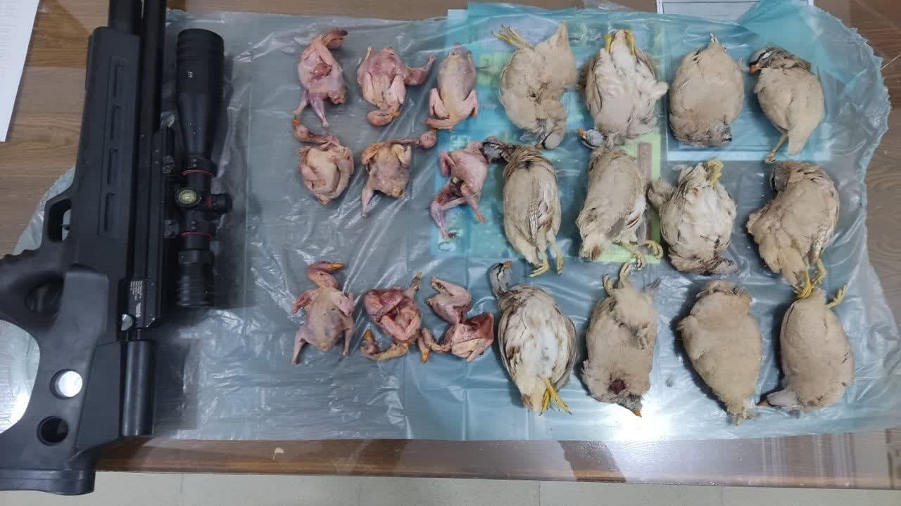 شکارچیان متخلف در دشتی دستگیر شدند