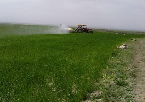 مبارزه با آفت سن غلات در چه مرحله ایِ؟
