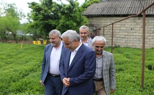 مراسم رسمی آغاز برداشت برگ سبز چای ۱۴۰۲