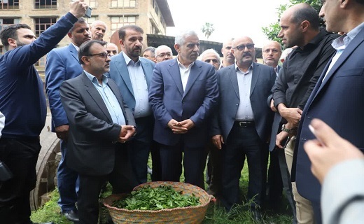 مراسم رسمی آغاز برداشت برگ سبز چای ۱۴۰۲