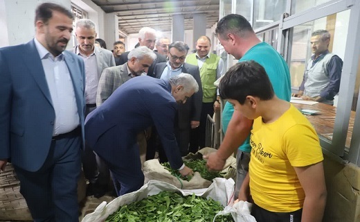 مراسم رسمی آغاز برداشت برگ سبز چای ۱۴۰۲