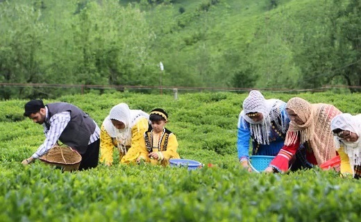 مراسم رسمی آغاز برداشت برگ سبز چای ۱۴۰۲