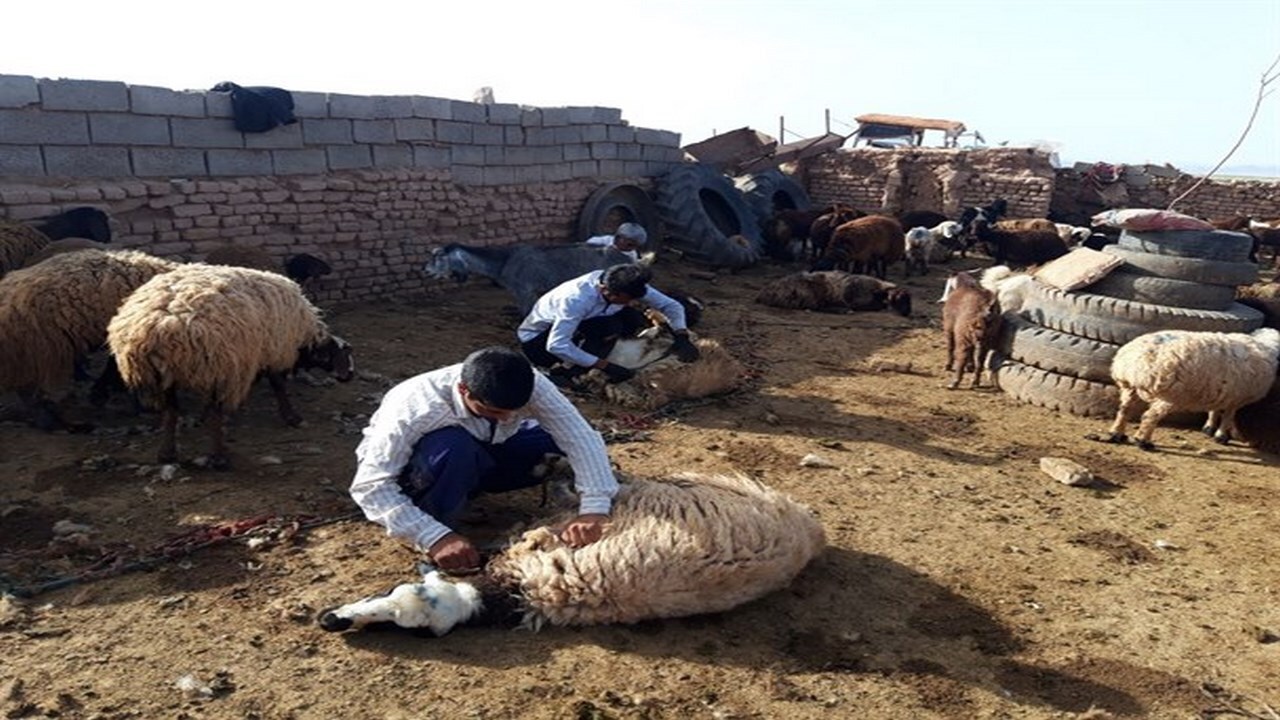 آغاز کار پشم چینی دام عشایر استان ایلام