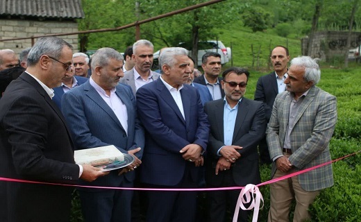 مراسم آغاز رسمی برداشت برگ سبز چای گیلان + تصاویر