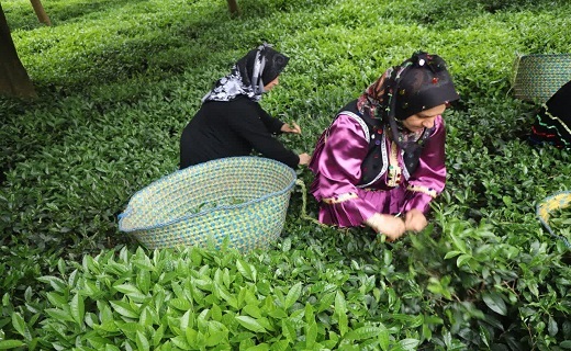 مراسم آغاز رسمی برداشت برگ سبز چای گیلان + تصاویر