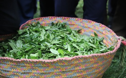 مراسم آغاز رسمی برداشت برگ سبز چای گیلان + تصاویر