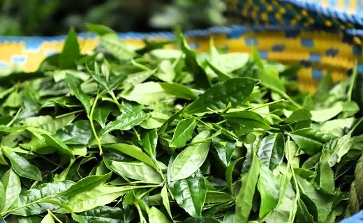 مراسم آغاز رسمی برداشت برگ سبز چای گیلان + تصاویر