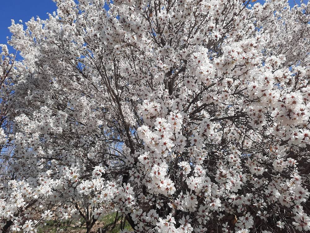 شکوفه های بهاری