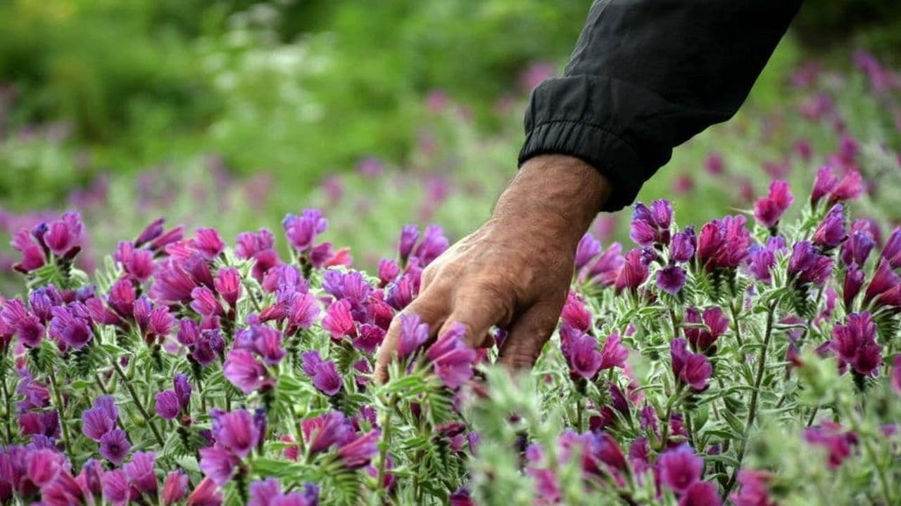۱۲۶ تعاونی در ایلام مجوز بهره‌برداری از گیاهان طبیعی دارند