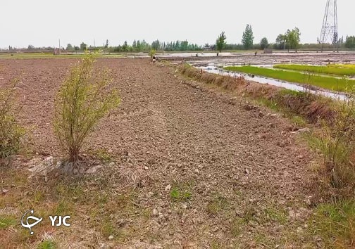 کشتزارهای مازندران خشک و تشنه؛ آب عادلانه تقسیم شود + فیلم کشتزارهای مازندران خشک و تشنه؛ آب عادلانه تقسیم شود + فیلم