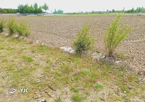 کشتزارهای مازندران خشک و تشنه؛ آب عادلانه تقسیم شود + فیلم کشتزارهای مازندران خشک و تشنه؛ آب عادلانه تقسیم شود + فیلم