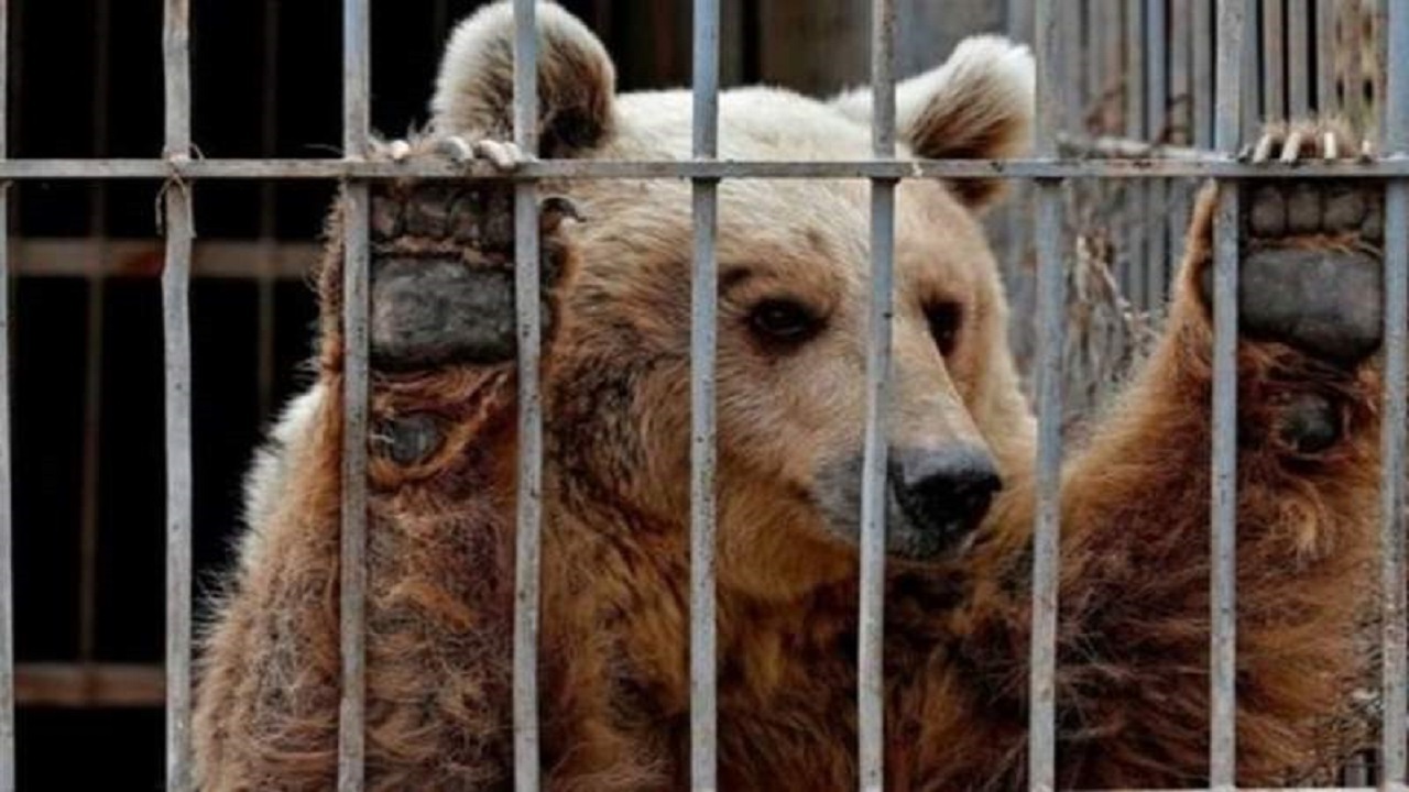 باغ وحش‌های کشور رتبه‌بندی می‌شوند