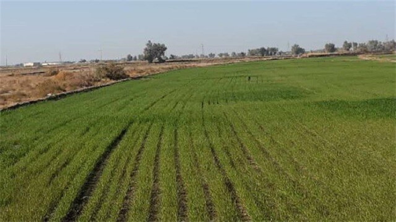 کشت گندم و جو در بیش از  ۶ هزار هکتار مزارع استان قزوین